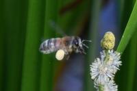 Apis mellifera