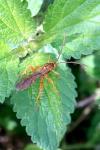 Lymantrichneumon