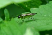 Tenthredo mesomela