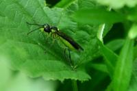 Tenthredo mesomela