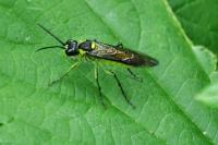 Tenthredo mesomela
