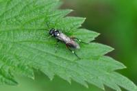 Macrophya punctumalbum
