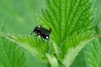 Macrophya punctumalbum