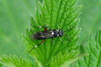 Macrophya punctumalbum