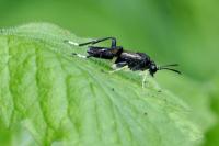 Macrophya montana