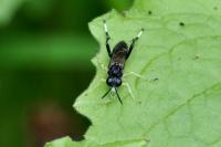 Macrophya montana
