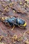 Vespa velutina