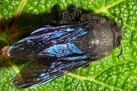 Xylocopa violacea