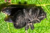 Xylocopa violacea