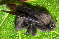 Xylocopa violacea