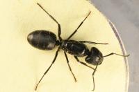Camponotus vagus