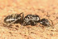 Camponotus vagus