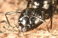 Camponotus vagus