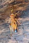 Lymantrichneumon disparis