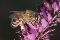 Apis mellifera