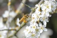 Apis mellifera