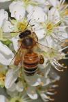 Apis mellifera