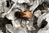 Andrena fulva