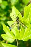 Tenthredo temula