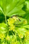 Tenthredo temula