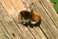 Bombus pascuorum
