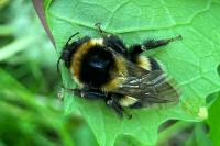 Bombus hortorum