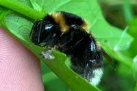 Bombus hortorum
