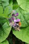 Bombus pascuorum