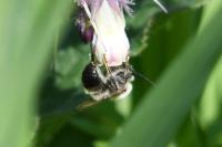 Eucera