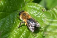 Andrena nitida