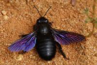 Xylocopa valga