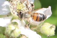 Apis mellifera