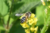 Andrena gravida