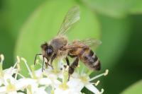 Apis mellifera
