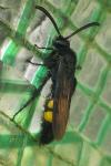 Scolia hirta
