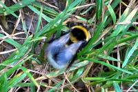 Bombus hortorum