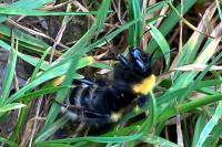 Bombus hortorum