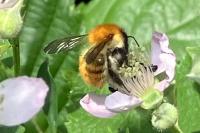 Bombus pascuorum