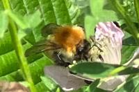 Bombus pascuorum