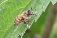 Apis mellifera