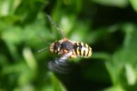 Anthidium manicatum