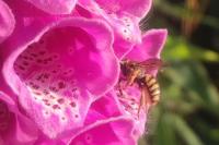 Anthidium florentinum