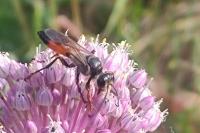 Sphex funerarius