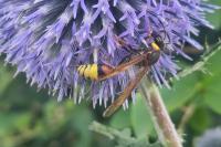 Delta unguiculatum