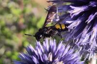 Scolia hirta