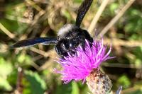 Xylocopa violacea