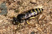 Bembix rostrata