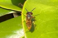 Philanthus triangulum