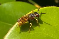 Philanthus triangulum