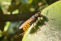 Philanthus triangulum